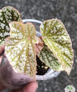 Begonia Snow Capped Variegated - A
