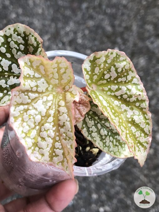 Begonia Snow Capped Variegated - A