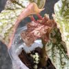 Begonia Snow Capped Variegated - A