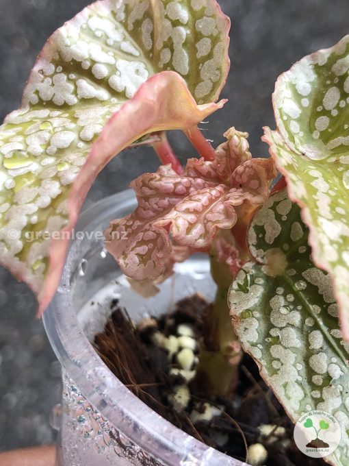 Begonia Snow Capped Variegated - A