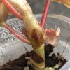 Begonia Snow Capped Variegated - A