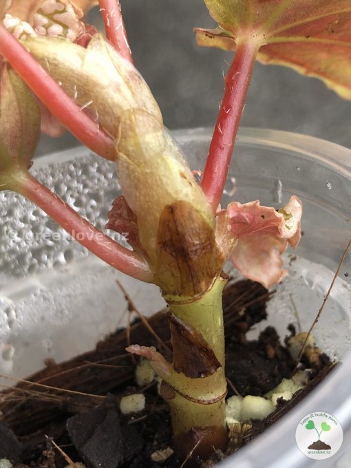Begonia Snow Capped Variegated - A