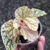 Begonia Snow Capped Variegated - B