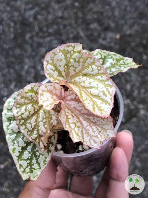 Begonia Snow Capped Variegated - B