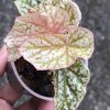 Begonia Snow Capped Variegated - B