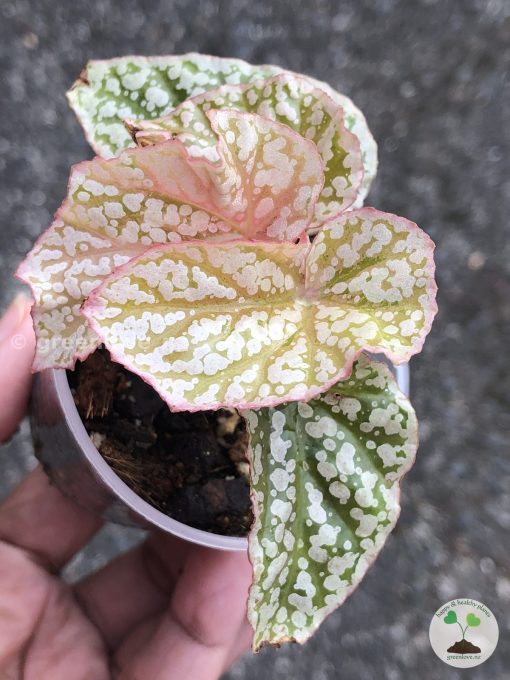 Begonia Snow Capped Variegated - B