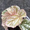Begonia Snow Capped Variegated - B
