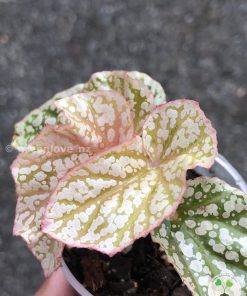 Begonia Snow Capped Variegated - B