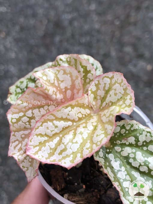 Begonia Snow Capped Variegated - B