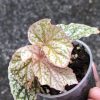 Begonia Snow Capped Variegated - B