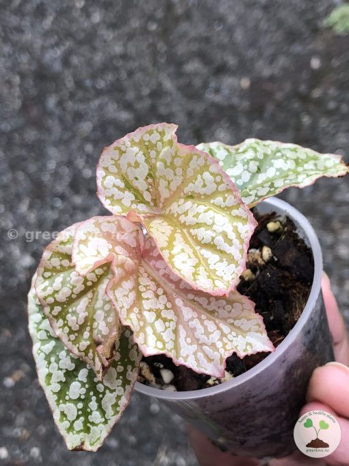 Begonia Snow Capped Variegated - B