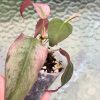 Rare Variegated Mint Micans