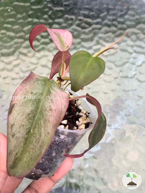 Rare Variegated Mint Micans