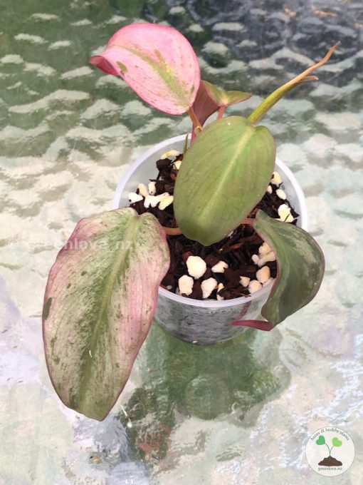 Rare Variegated Mint Micans