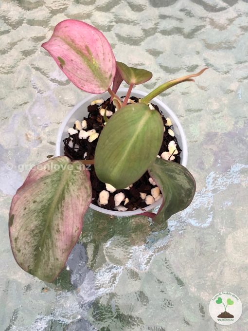 Rare Variegated Mint Micans