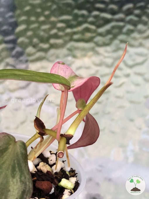 Rare Variegated Mint Micans