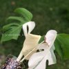 Variegated Monstera Sectoral albo