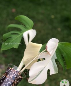 Variegated Monstera Sectoral albo