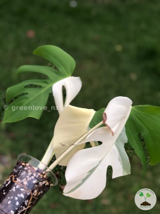 Variegated Monstera Sectoral albo
