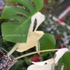 Variegated Monstera Sectoral albo