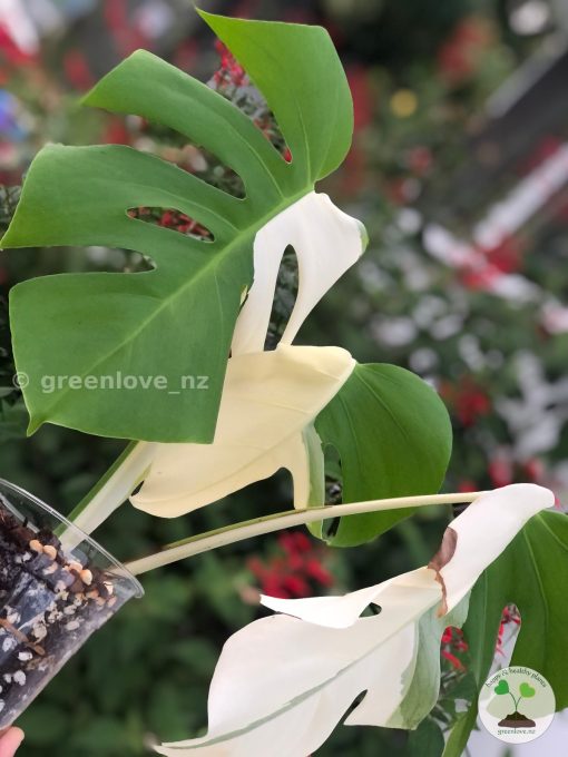 Variegated Monstera Sectoral albo
