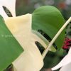 Variegated Monstera Sectoral albo
