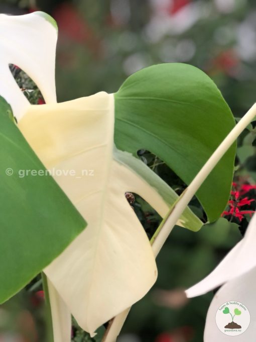 Variegated Monstera Sectoral albo