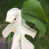 Variegated Monstera Sectoral albo