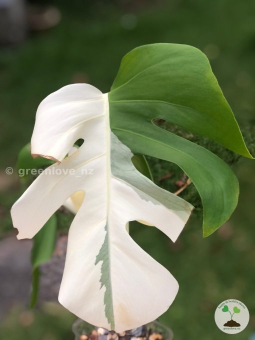 Variegated Monstera Sectoral albo