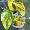 Anthurium Variegated Forgetii X