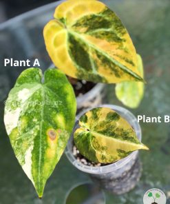 Anthurium Variegated Forgetii X