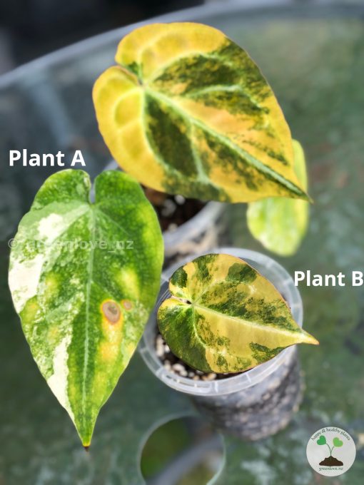 Anthurium Variegated Forgetii X