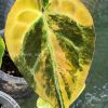 Anthurium Variegated Forgetii X