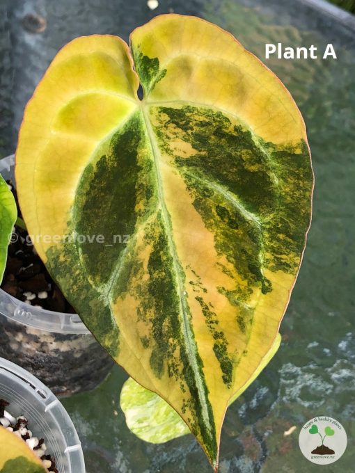 Anthurium Variegated Forgetii X