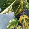 Anthurium Variegated Forgetii X | Plant B