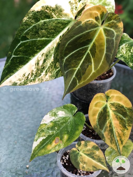 Anthurium Variegated Forgetii X | Plant B