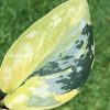 Rare Scindapsus Majika