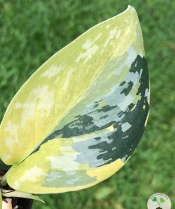 Rare Scindapsus Majika