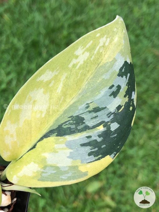 Rare Scindapsus Majika