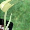 Rare Scindapsus Majika
