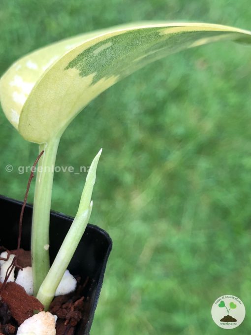 Rare Scindapsus Majika