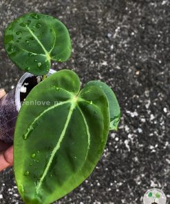 Anthurium Magnificum Verde x Forgetii X Dressleri Indo