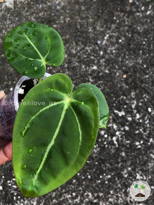 Anthurium Magnificum Verde x Forgetii X Dressleri Indo