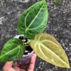 Anthurium Magnificum Verde x Forgetii X Dressleri Indo