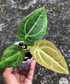 Anthurium Magnificum Verde x Forgetii X Dressleri Indo