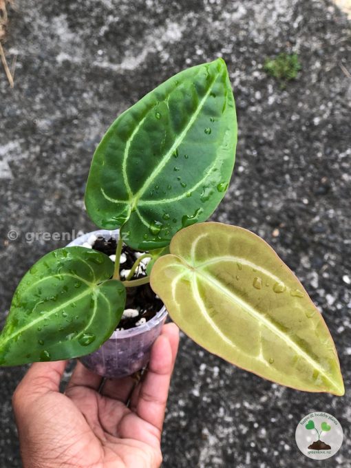 Anthurium Magnificum Verde x Forgetii X Dressleri Indo
