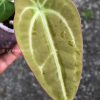 Anthurium Magnificum Verde x Forgetii X Dressleri Indo