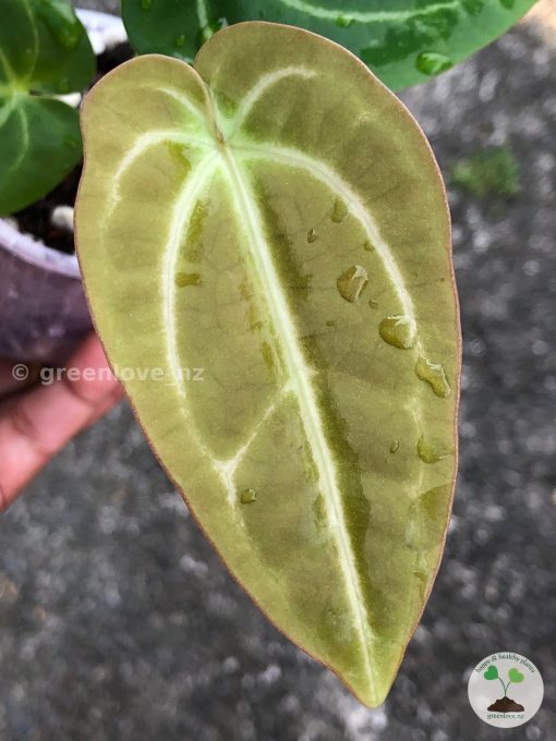 Anthurium Magnificum Verde x Forgetii X Dressleri Indo