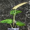 Anthurium Magnificum Verde x Forgetii X Dressleri Indo