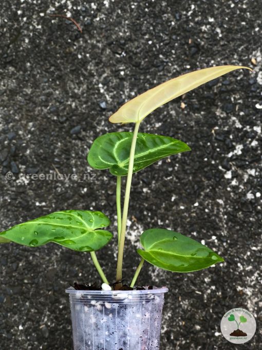 Anthurium Magnificum Verde x Forgetii X Dressleri Indo
